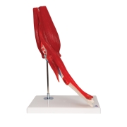 3B 인체모형 팔꿈치관절 (주관절) 근육모형 A883 근육제거가능 8파트 분리 Elbow Joint with Removable Muscles 8 parts