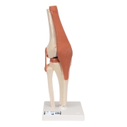 3B 인체모형 고급형 무릎관절모형 A82/1 슬관절모형 실물크기 유연한 무릎관절 Deluxe Functional Knee Joint Model