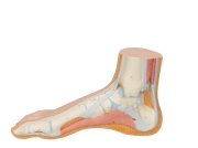 3B 인체모형 정상발 M30 발모형 정상발모형 Normal Foot Model