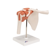 3B 인체모형 어깨관절모형 A80 견관절모형 견관절 인대부착 Functional Shoulder Joint