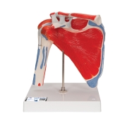 3B 인체모형 회전근 포함 어깨관절모형 A880 견관절모형 운동형어깨모형 Shoulder Joint with Rotator Cuff 5 part