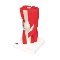 3B 인체모형 무릎관절모형 A882 12파트분리 슬관절모형