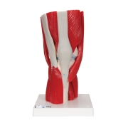 3B 인체모형 무릎관절(슬관절) 근육모형 A882 12파트 슬관절모형 Knee Joint with Removable Muscles 12 part