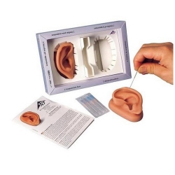 3B 인체모형 침술귀모형 N15 침술실습 실리콘재질 경혈점