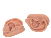 3B 인체모형 침술 귀모형 N15 침술실습 실리콘재질 경혈점 2 Acupuncture Ears