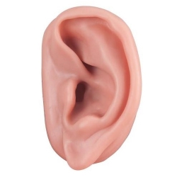 3B 인체모형 침술귀모형 N15/1L 왼쪽 침술실습 실리콘재질 경혈점