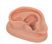 3B 인체모형 침술 귀모형 왼쪽 N15/1L 침술실습 실리콘재질 경혈점 Acupuncture Ear left