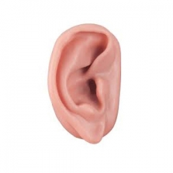 3B 인체모형 침술귀모형 N15/1R 오른쪽 침술실습 실리콘재질 경혈점