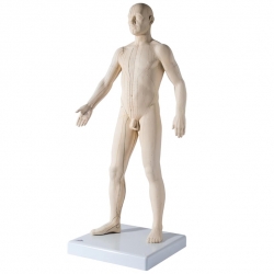 3B 인체모형 침술모형 N30 침술실습