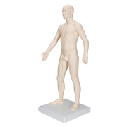 3B 인체모형 침술모형 남성 N30 침술실습 Acupuncture Model male