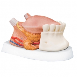 3B 인체모형 혀모형 T12010  4파트분리