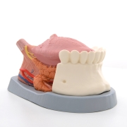 3B 인체모형 혀모형 T12010 4파트분리 Tongue Model 2.5 times life size 4 part