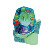 3B 인체모형 식물세포모형 R05 Plant cell model