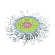 3B 인체모형 뿌리의 흡수영역 T21002 Absorption Zone of the Root (Sinapis alba), Model