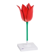 3B 인체모형 튤립모형 T210101 Tulip Flower (Tulipa gesneriana), Model