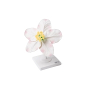 3B 인체모형 사과꽃모형 T210161 Apple Blossom (Malus pumila), Model