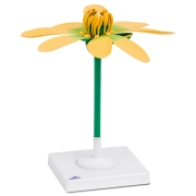 3B 인체모형 애기똥풀모형 T210171 실제크기10배 Lesser Celandine Flower (Ficaria verna), Model