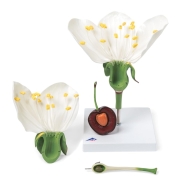 3B 인체모형 벚꽃과 버찌모형 T210191 Cherry Blossom with Fruit (Prunus avium), Model