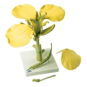 3B 인체모형 카놀라모형 T21020 Canola Blossom (Brassica napus ssp. oleifera), Model