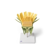 3B 인체모형 민들레모형 T21022 Dandelion Flower (Taraxum officinale), Model