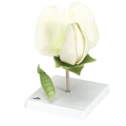 3B 인체모형 완두콩모형 T21026 Pea Blossom (Pisum sativum), Model