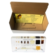 3B 인체모형 꿀벌의삶 W59558 꿀벌아크릴블록 The Life of the Honey Bee (Apis cerana)