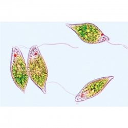 3B 인체모형 미세 수중생태계 파트 I 현미경슬라이드 W13435 영어슬라이드 The Microscopic Life in the Water, Part I - English Slides