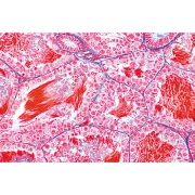3B 인체모형 현미경 슬라이드 동물세포 W13052 동물세포현미경슬라이드