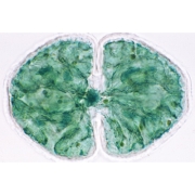 3B 인체모형 현미경 슬라이드 조류 W13041 조류현미경슬라이드