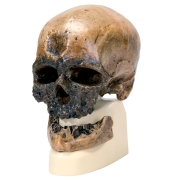 3B 인체모형 호모사피엔스 두개골모형 크로마뇽인 VP752/1 호모사피언스 Replica Homo Sapiens Skull (Cr&ocirc;-Magnon)
