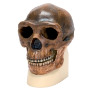 3B 인체모형 호모 에렉투스 페키네시스 두개골모형 VP750/1 바이덴라이히 1940 Replica Homo Erectus Pekinensis Skull (Weidenreich, 1940)