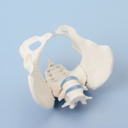 여성골반모형 (4058) FEMALE PELVIS WITH SACRUM AND 2 LUMBAR VERTEBRAE (4058)
