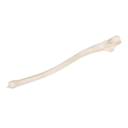 3B 인체모형 척골모형 A45/2 Human Ulna Model