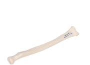 3B 인체모형 요골 A45/3 Human Radius Model