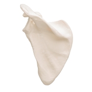 3B 인체모형 견갑골 A45/4 Human Scapula Model