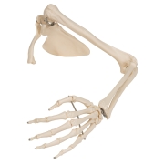 3B 인체모형 견갑골 및 쇄골을 포함한 팔모형 A46 Arm Skeleton with scapula and clavicle