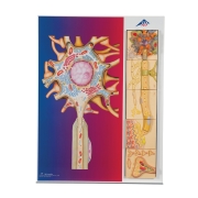 3B 인체모형신경생리학 모형 C40 Physiology of Nerves Series-5 models,metal board