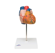3B 인체모형 심장모형  G10 [2파트] 심장모델 Heart Model 2-part