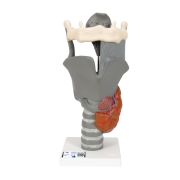 3B 인체모형 기능형 후두모형 G20 (실제크기 2.5배) Functional Larynx Model 2.5 times full size