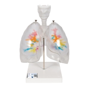 3B 인체모형 후두와 투명한 폐 있는 수상가지모형 G23/1 CT Bronchial Tree with Larynx and Transparent Lungs