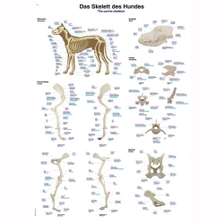 개 해부 차트 Chart The canine skeleton 70x100cm (VL100) 개 골격 차트 플라스틱