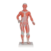 3B 인체모형 전신근육모형 2파트 B59 실물크기 1/4 Life-Size Muscle Figure 2-part