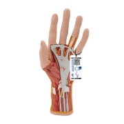 3B 인체모형 손내부모형 M18  Life-Size Hand Model with Muscles Tendons Ligaments Nerves Arteries 3 part  해부교육실습기자재