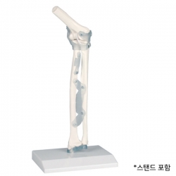 팔꿈치 모형 Elbow (인대포함) 4556 인체모형
