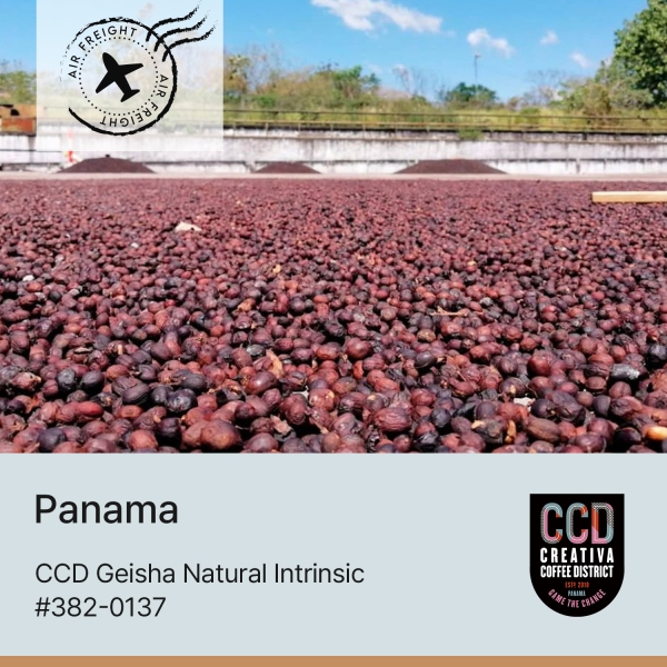 CCD 게이샤 인트린직 #382-0137