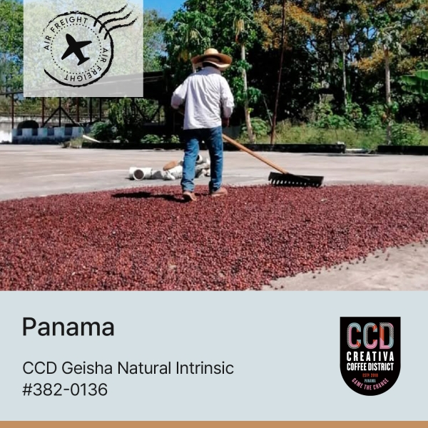 CCD 게이샤 인트린직 #382-0136