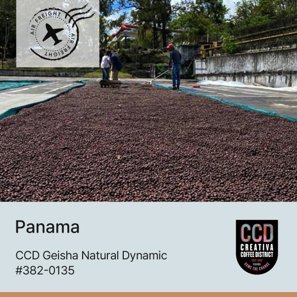 CCD 게이샤 다이나믹 #382-0135