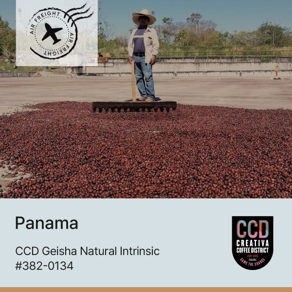 CCD 게이샤 인트린직 #382-0134