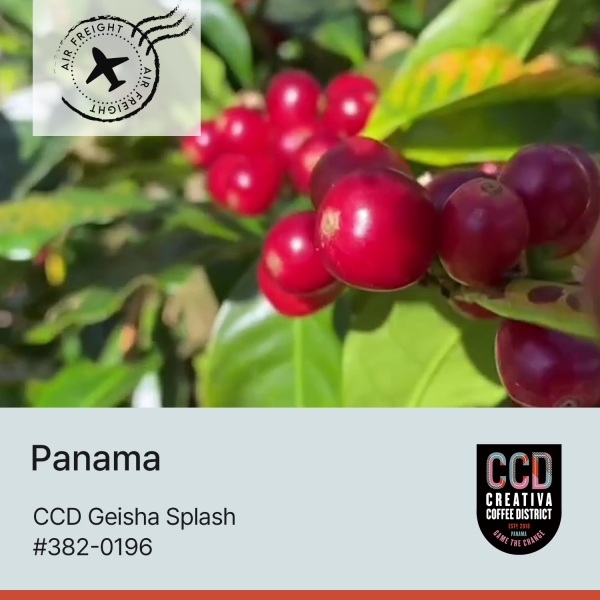 CCD 게이샤 스플래쉬 #382-0196