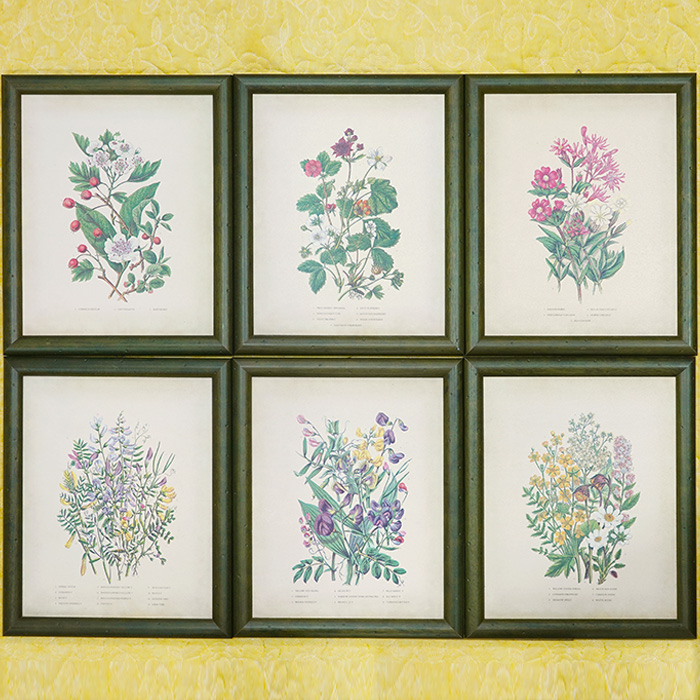 빅토이라 식물학 일러스트 프린팅 액자세트